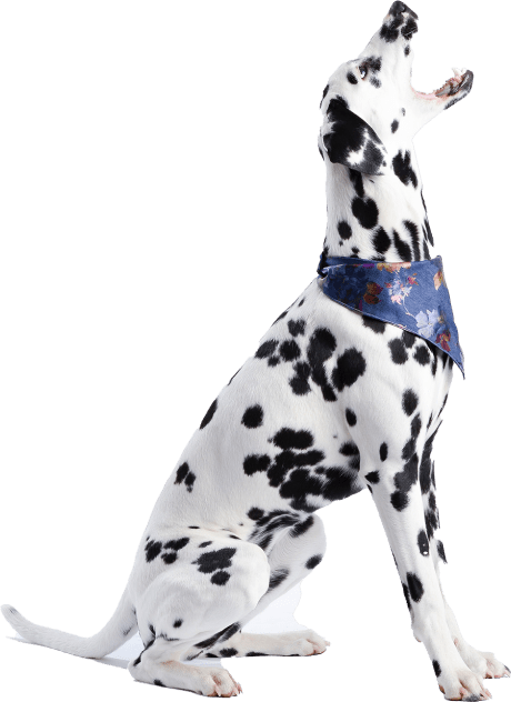 demo-attachment-1161-About-us-4