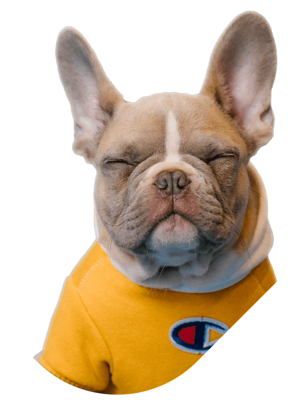 demo-attachment-232-Dog-Header-1